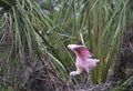 Light pink Spoonbill Chick stands in nest