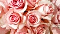 Pale Pink Roses close up background