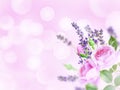 Pale pink roses and lavender in the corner of the blurred background Royalty Free Stock Photo