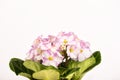 Pale pink Saintpaulia flowers isolated on white background Royalty Free Stock Photo