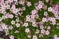 Pale pink saxifrage flowers bloom in spring in the garden