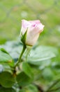 Pale Pink Tea Rose Bud