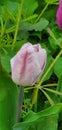 Pale pink tulip with dark pink stripe