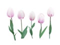 Pale pink tulip five flowers set Royalty Free Stock Photo