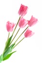 Pale pink tulips isolated on white background Royalty Free Stock Photo