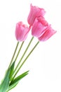 Pale pink tulips isolated on white background Royalty Free Stock Photo