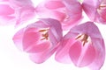 Pale pink tulips isolated on white background Royalty Free Stock Photo