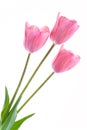 Pale pink tulips isolated on white background Royalty Free Stock Photo