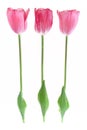 Pale pink tulips isolated on white background Royalty Free Stock Photo