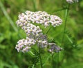A Pale Pink Wild Yarrow Plant Royalty Free Stock Photo