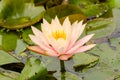 Pale pink water lily blooming in a pond