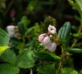 Blooming lingonberry Royalty Free Stock Photo