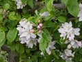 Pale pink and white colored cherry blossoms on a tree in early spring Royalty Free Stock Photo