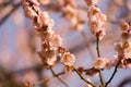 Pale pink white plum blossoms and blue sky Royalty Free Stock Photo