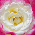 Pale pink and white rose flower closeup Royalty Free Stock Photo