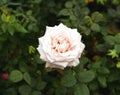 Pale Pink Wild Rose Flowers with radiant shape