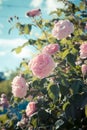 Pale pink wild roses