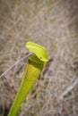 Pale Pitcher Plant and Fly- Sarracenia alata Royalty Free Stock Photo