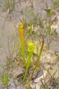 Pale Pitcher Plant Growing in a Texas Wetland Royalty Free Stock Photo