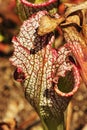 Pale pitcher plant Royalty Free Stock Photo