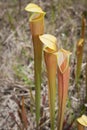 Pale Pitcher Plant- Sarracenia alata Royalty Free Stock Photo