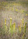 Pale Pitcher Plants- Sarracenia alata Royalty Free Stock Photo
