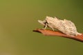 A Pale Prominent Moth Pterostoma palpina perched on a leaf.