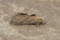 Pale prominent moth (Pterostoma palpina) on a brown surface in closeup