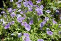 Pale purple bell flowers, sunlight
