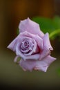 Pale purple bud rose macro photography on a green yellow background. Royalty Free Stock Photo