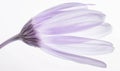 Pale purple chamomile flower on white background, closeup Royalty Free Stock Photo