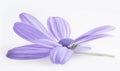 Pale purple chamomile flower on white background, closeup Royalty Free Stock Photo