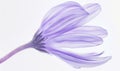 Pale purple chamomile flower on white background, closeup Royalty Free Stock Photo