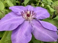 Pale Purple Clematis Flower