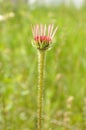 Pale Purple Coneflower