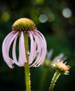 Pale Purple Coneflower Echinacacea pallida in Sunshine Royalty Free Stock Photo