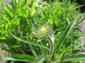 Pale purple coneflower, Echinacea pallida