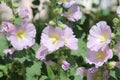 Pale purple flowers of common hollyhock Alcea rosea plant close-up in garden Royalty Free Stock Photo