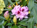 Rhododendron 'Kabarett' Royalty Free Stock Photo