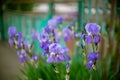 Pale purple iris flowers growing in a spring garden Royalty Free Stock Photo
