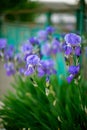 Pale purple iris flowers growing in a spring garden Royalty Free Stock Photo