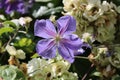 Pale purple or mauve clematis flowers in garden in summer Royalty Free Stock Photo