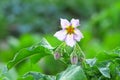 pale purple potato flower blooms on a potato bush in a vegetable farm Royalty Free Stock Photo