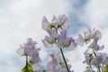 Delicate Pale Purple and White Sweet Peas. Royalty Free Stock Photo