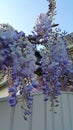 Pale purple wisteria clusters