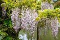 Pale purple wisteria flowers blooming in a Japanese garden, vines supported by a wood arbor Royalty Free Stock Photo