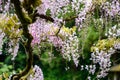 Pale purple wisteria flowers blooming in a Japanese garden, vines supported by a wood arbor Royalty Free Stock Photo
