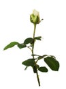 Pale rose