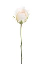 Pale rose isolated on white.