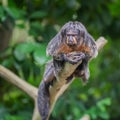 Pale Saks lies on a branch and looking down at the Singapore Zoo